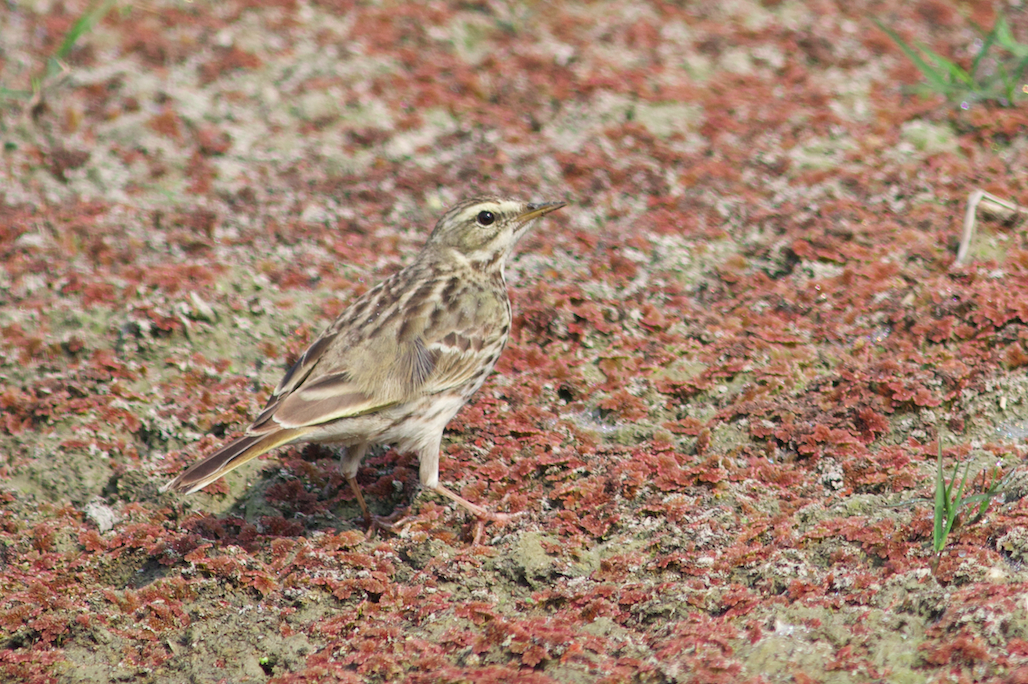 Rosy Pipit - ML536859181