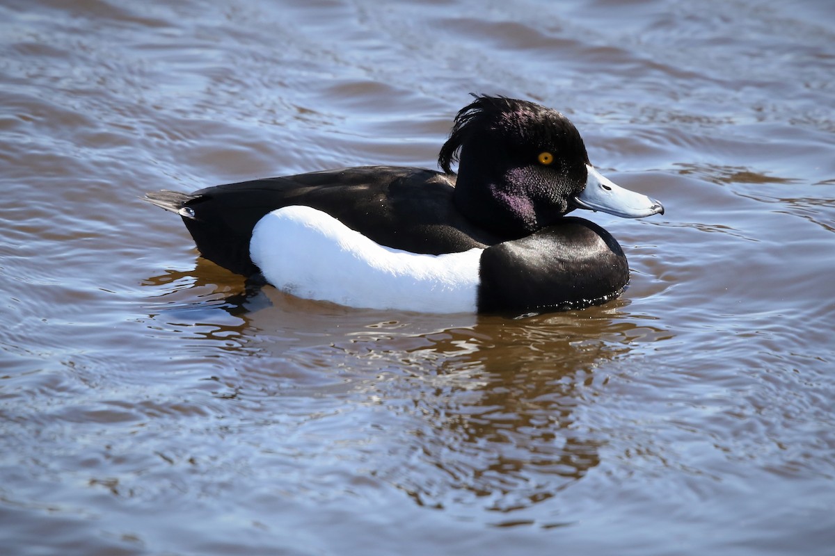 Tufted Duck - ML536865671