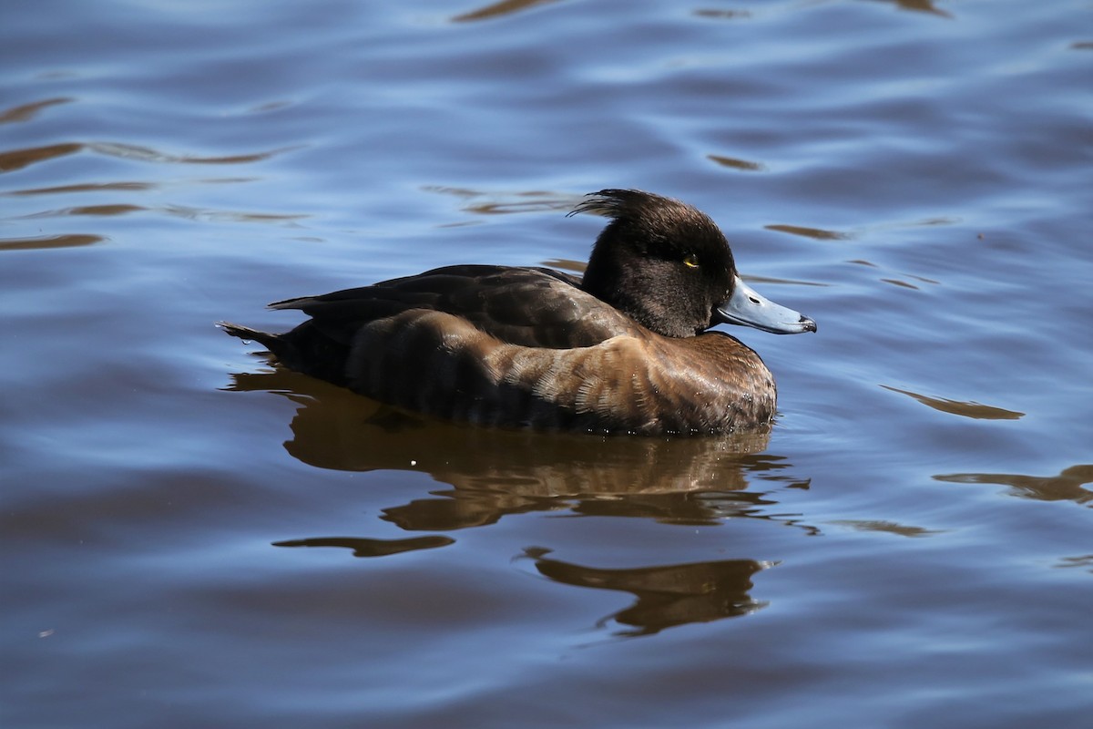 Tufted Duck - ML536865681
