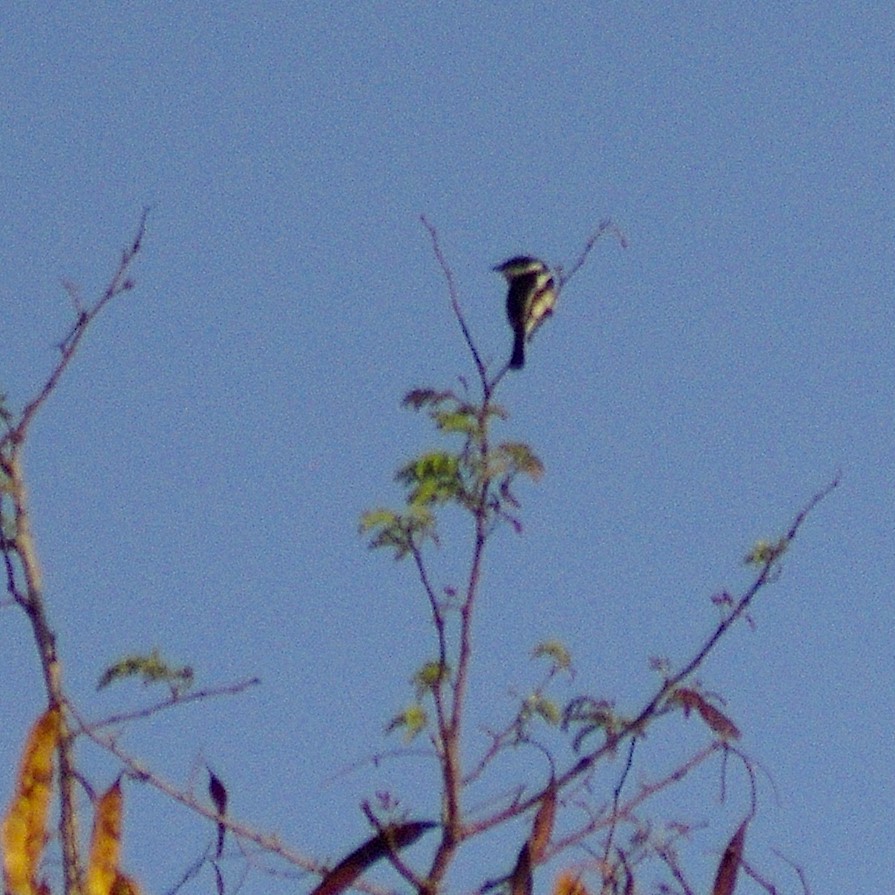 Bar-winged Flycatcher-shrike - Yogesh  Badri