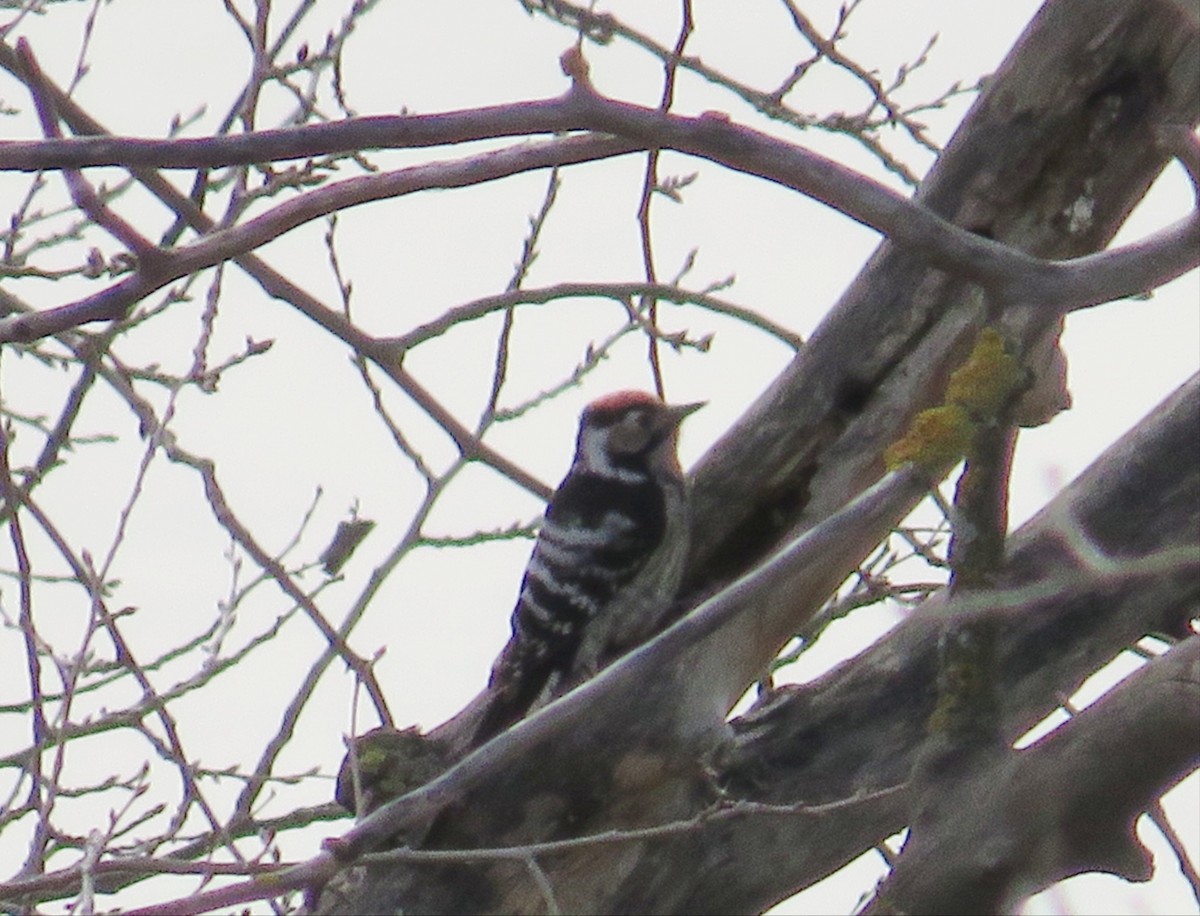 Lesser Spotted Woodpecker - C G E