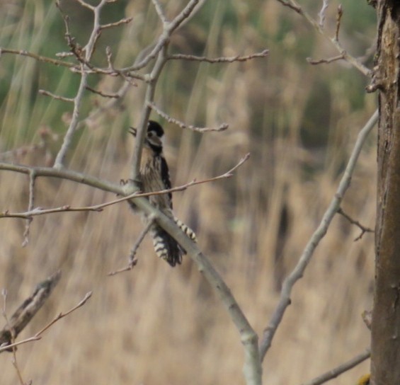Lesser Spotted Woodpecker - ML536877741
