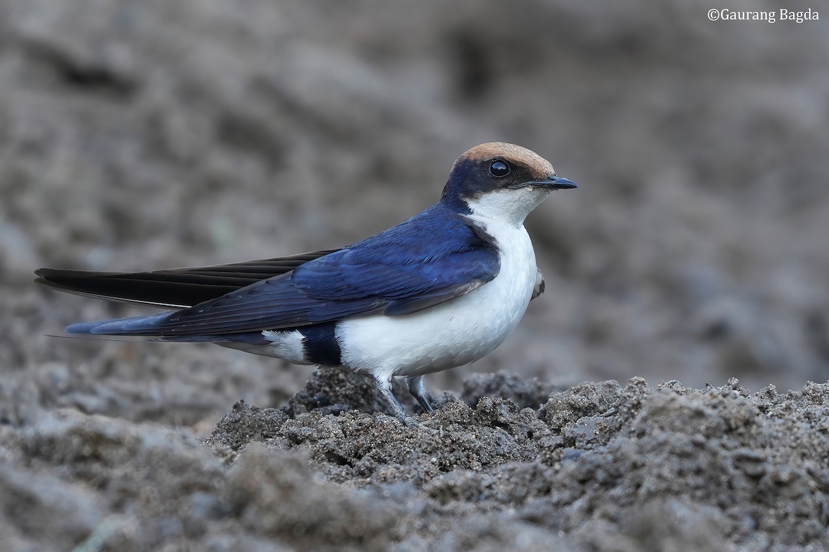 Wire-tailed Swallow - ML536880241