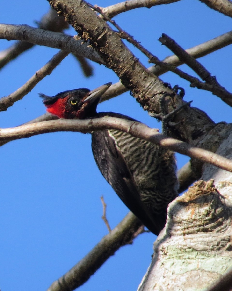 Pale-billed Woodpecker - ML536882751