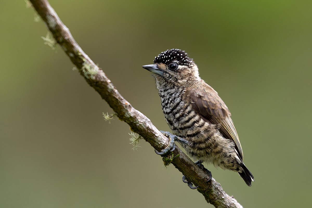 White-barred Piculet - ML536884131