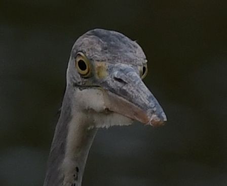Gray Heron (Madagascar) - ML536884241