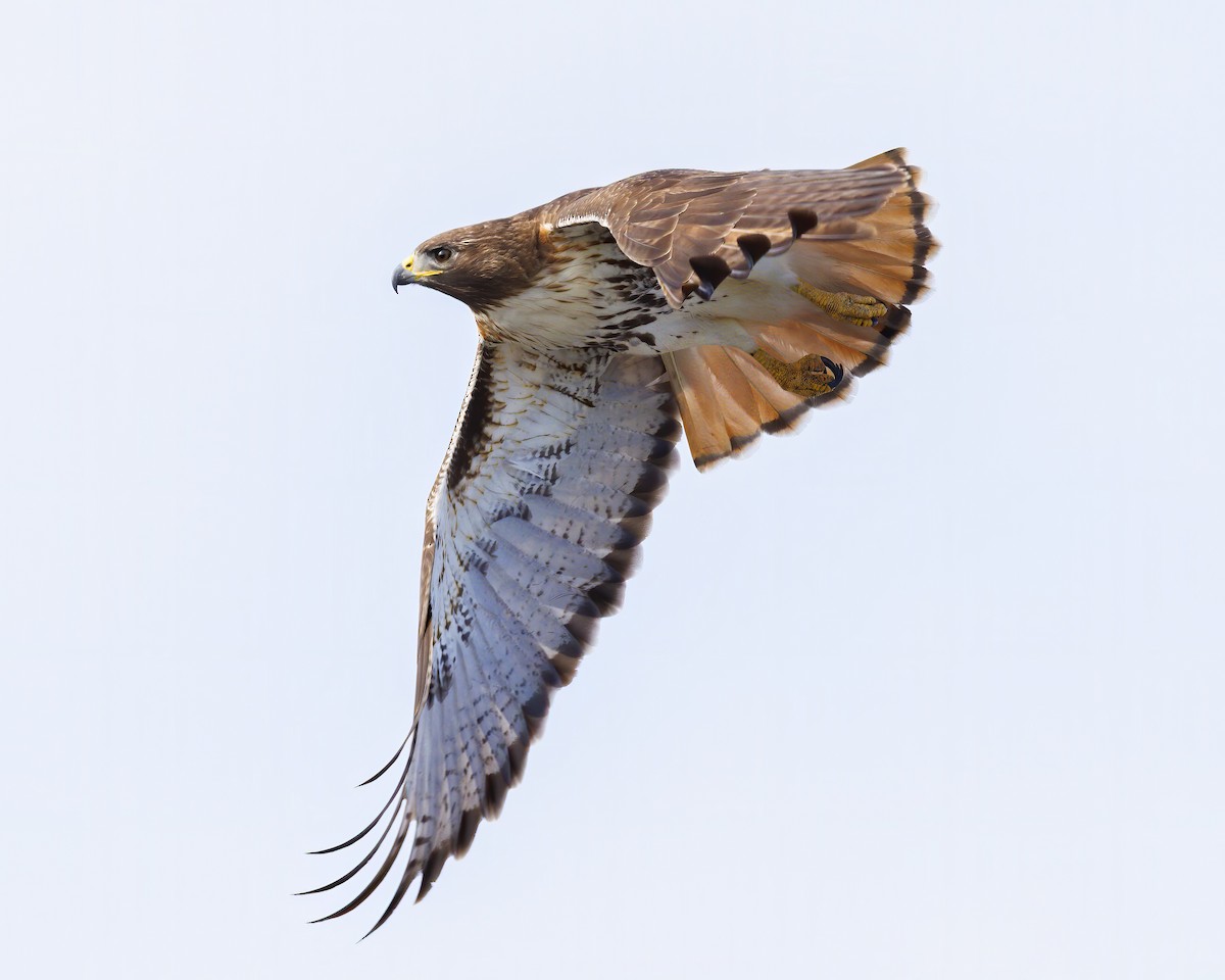 Red-tailed Hawk - ML536884371