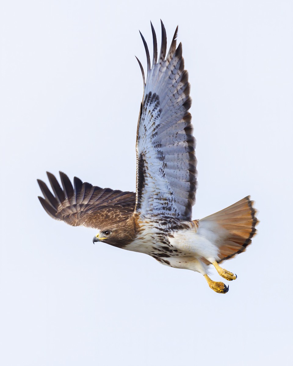 Red-tailed Hawk - ML536884391