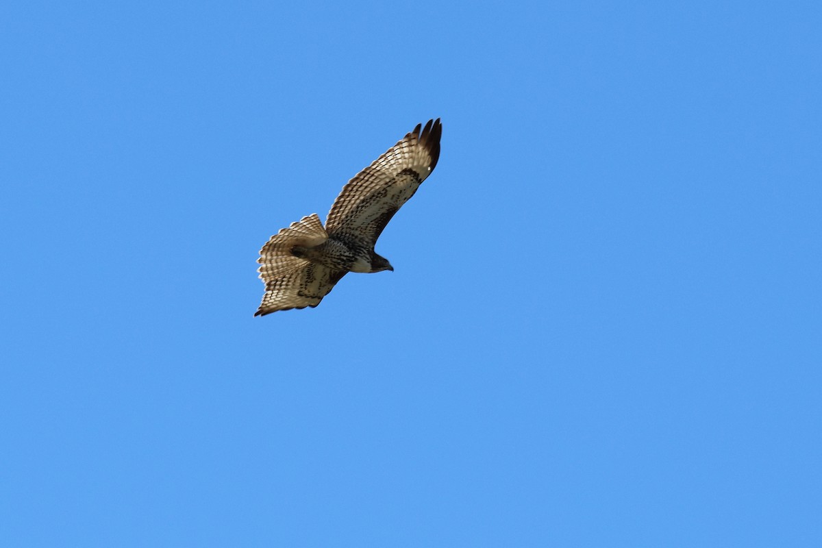 Red-tailed Hawk - ML536885151