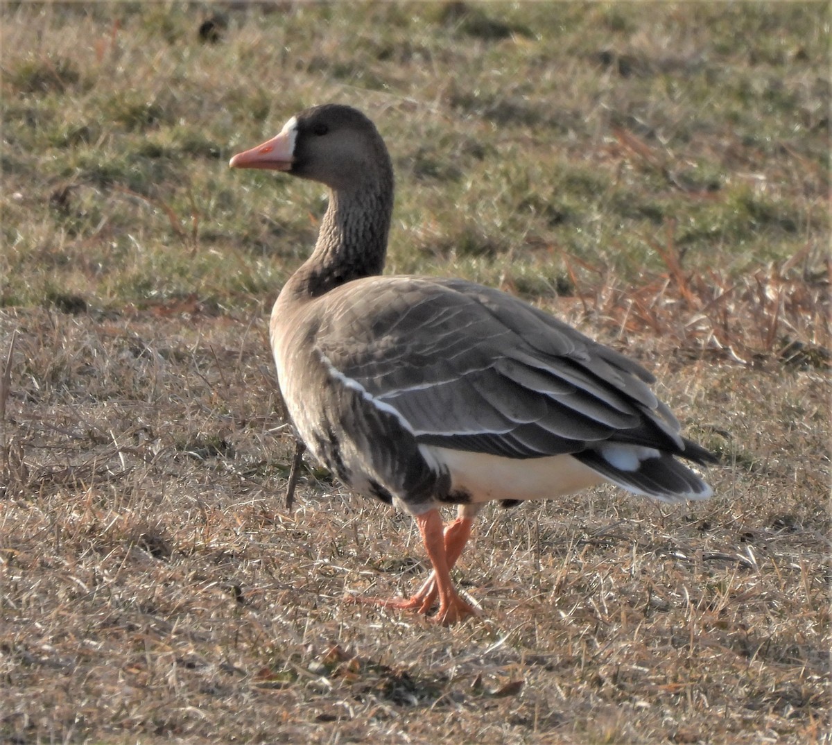Greater White-fronted Goose - ML536885211