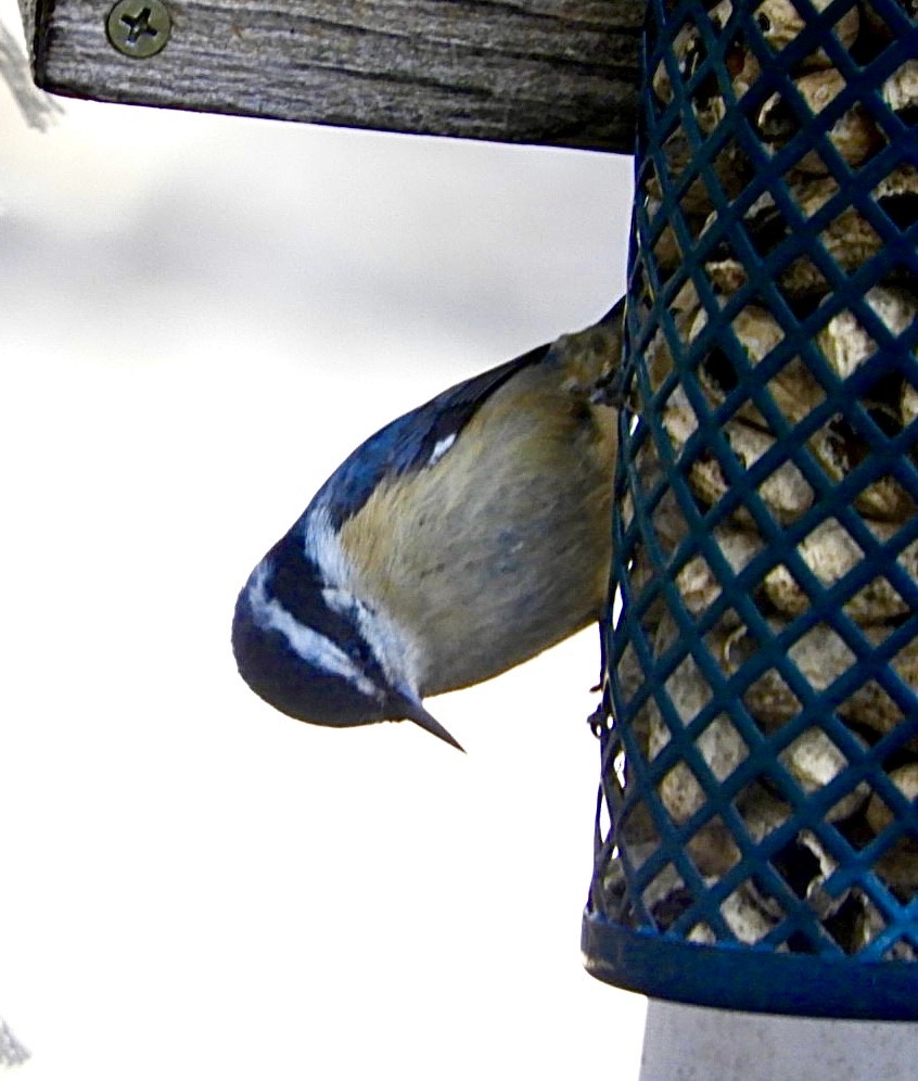 Red-breasted Nuthatch - ML536886541