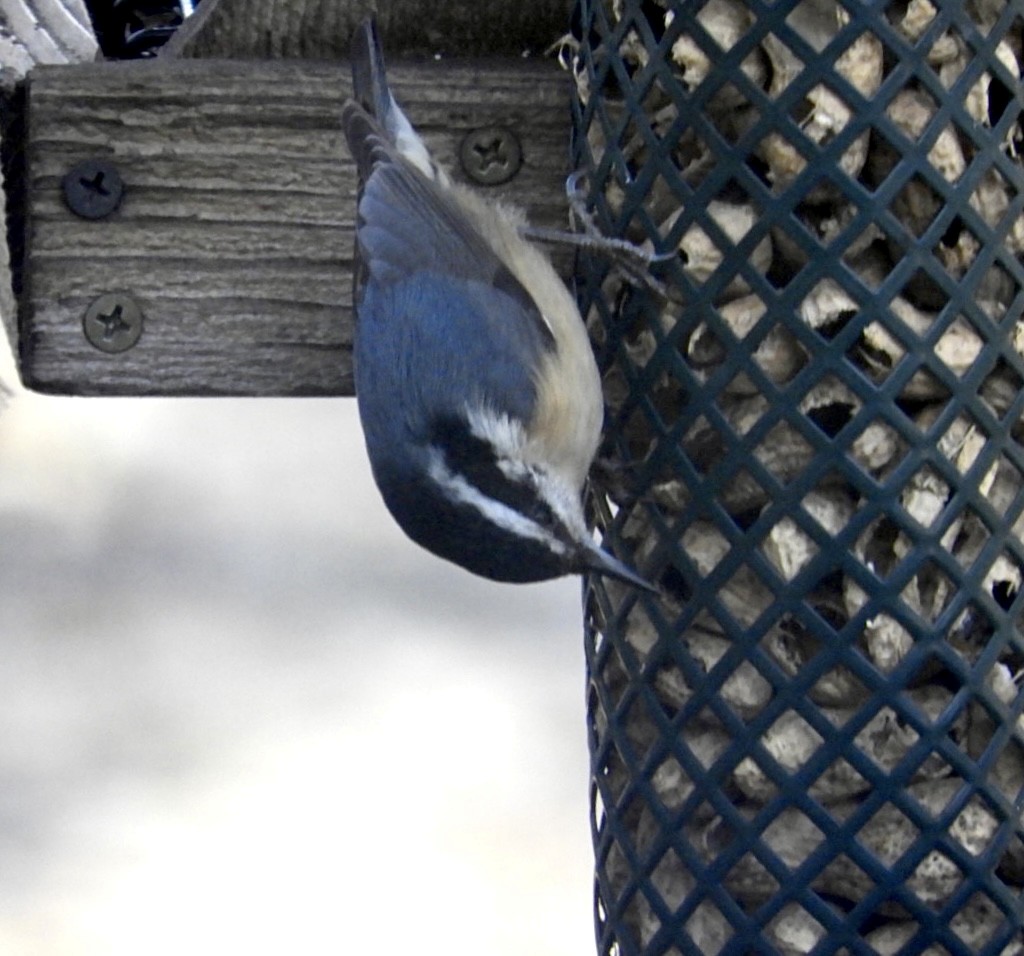 Red-breasted Nuthatch - Lois Rockhill