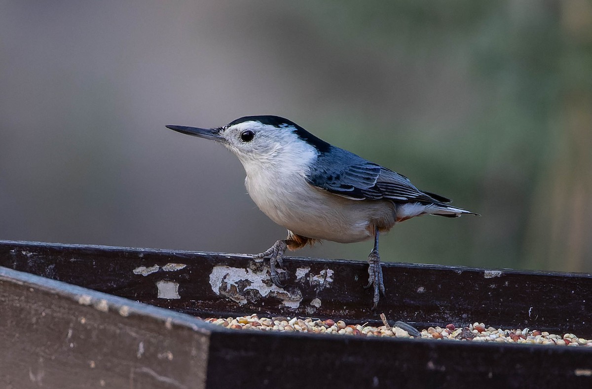 White-breasted Nuthatch - ML536888301