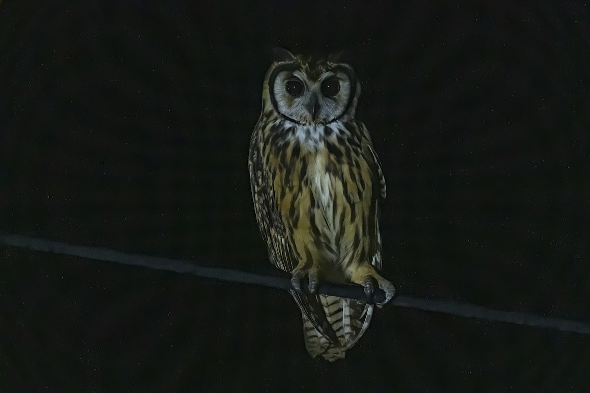 Striped Owl - ML536888321