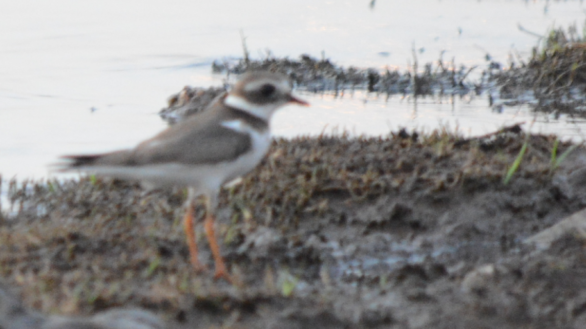 Common Ringed Plover - ML536888571