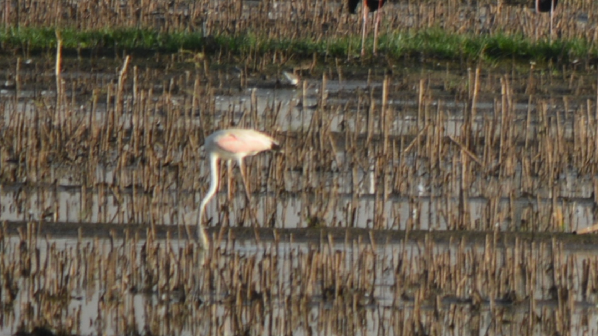 Greater Flamingo - Anup Chavda