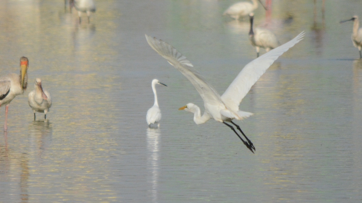Great Egret - Anup Chavda