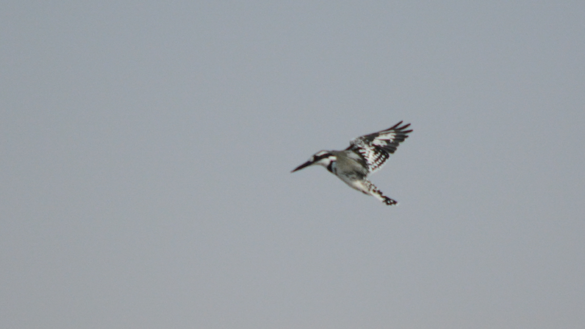 Pied Kingfisher - Anup Chavda