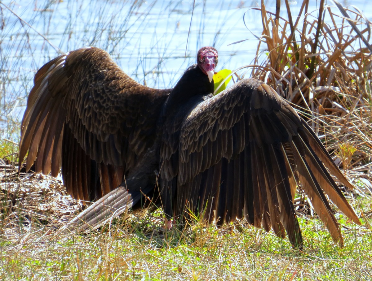 Turkey Vulture - ML53689531