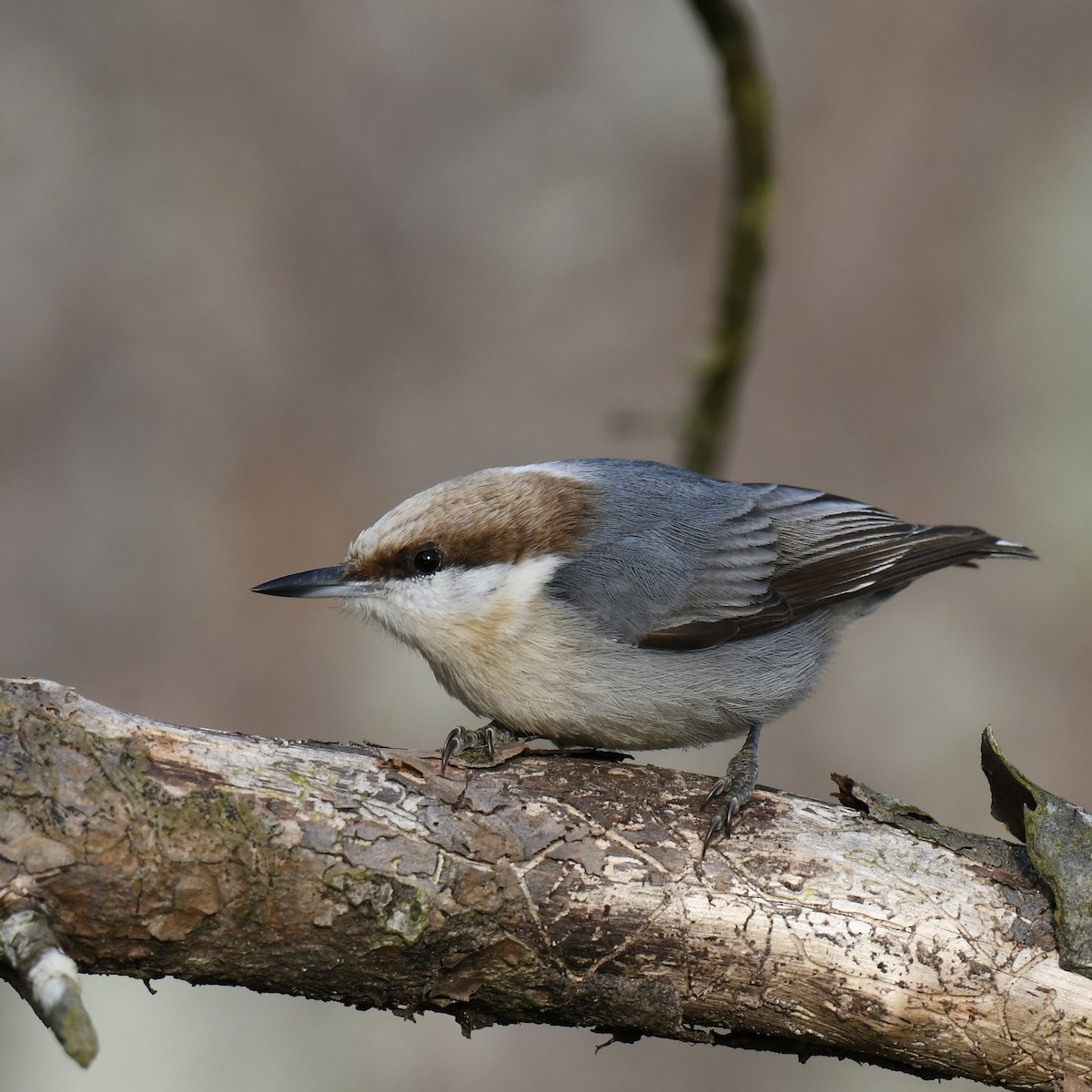 Brown-headed Nuthatch - ML536896051