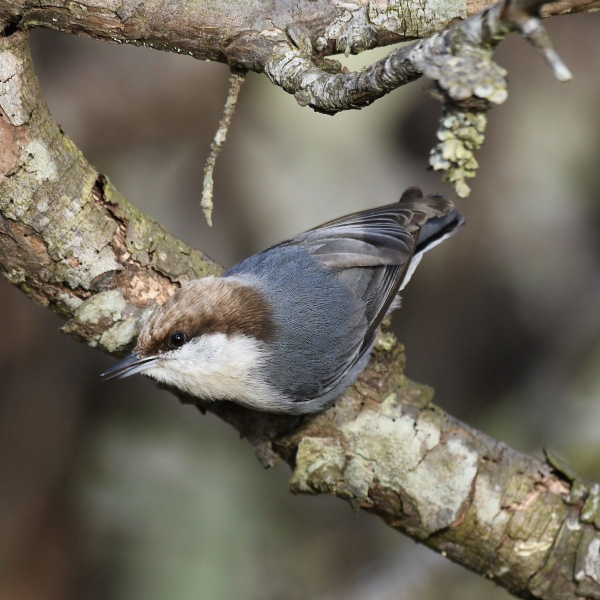 Brown-headed Nuthatch - ML536896361