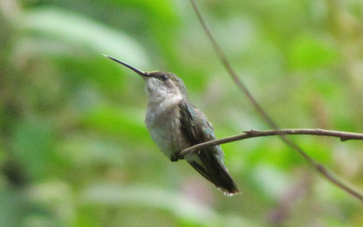 Ruby-throated Hummingbird - ML536899381