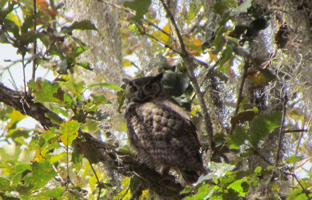 Great Horned Owl - ML536899671