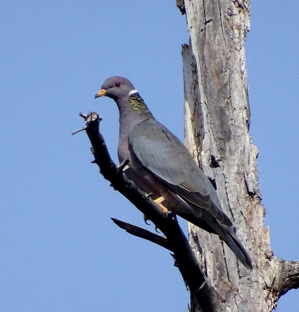 Band-tailed Pigeon - Diane Rose
