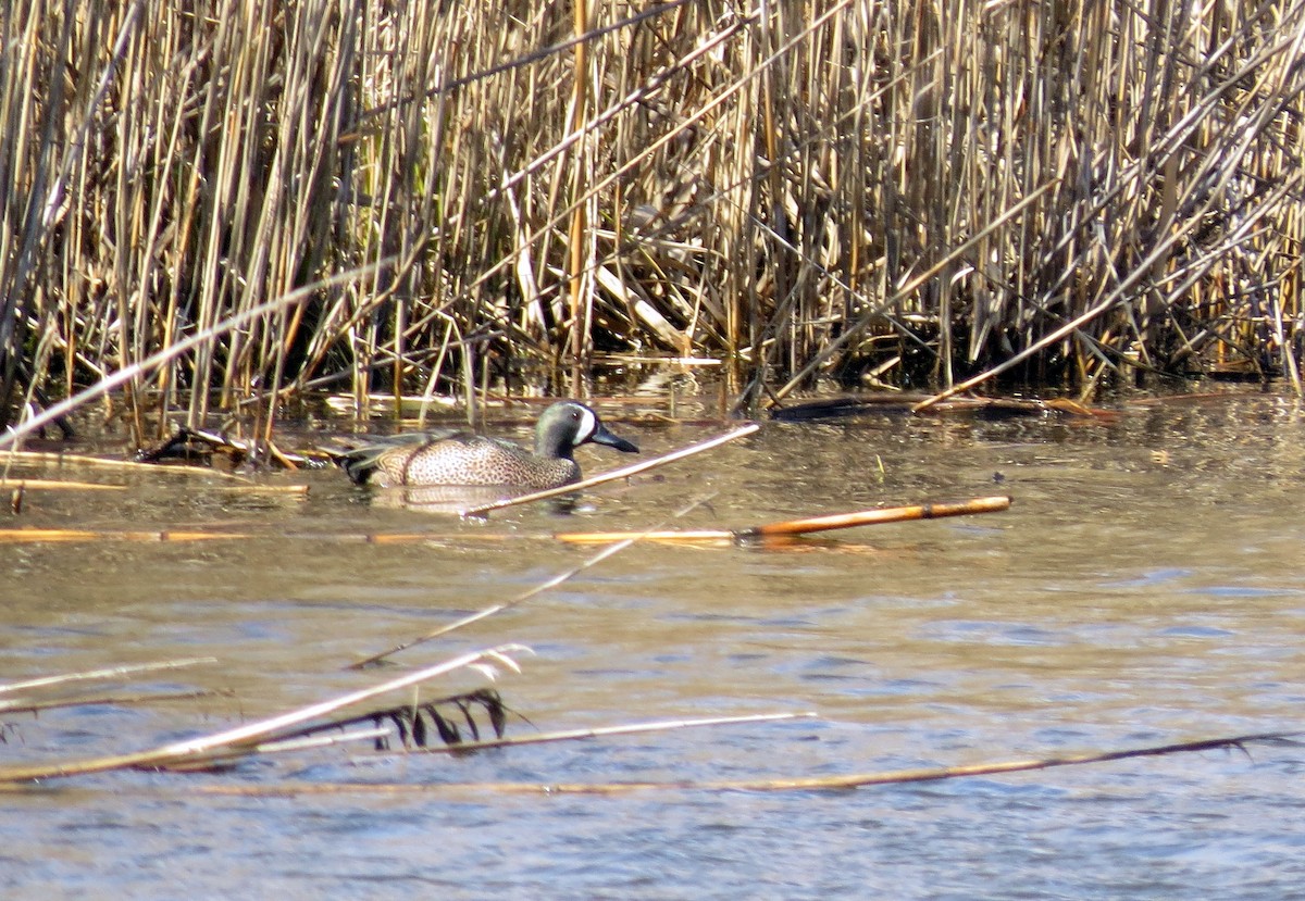 Blue-winged Teal - ML53690111