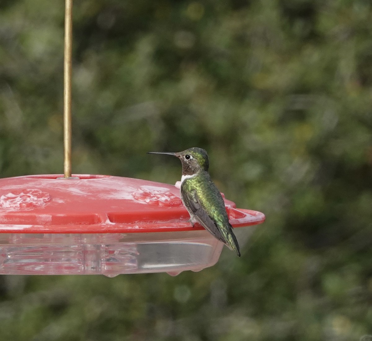 Broad-tailed Hummingbird - ML536901961