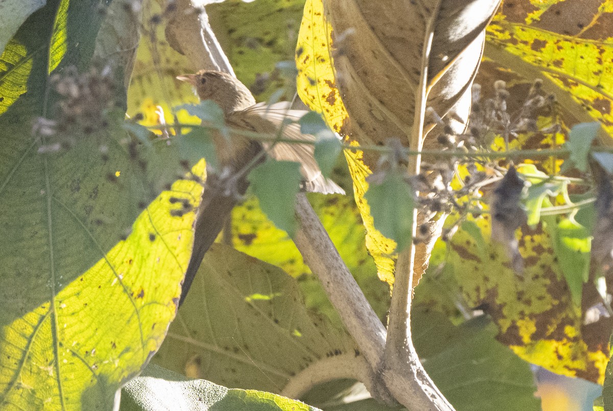 Tawny-bellied Babbler - ML536902131