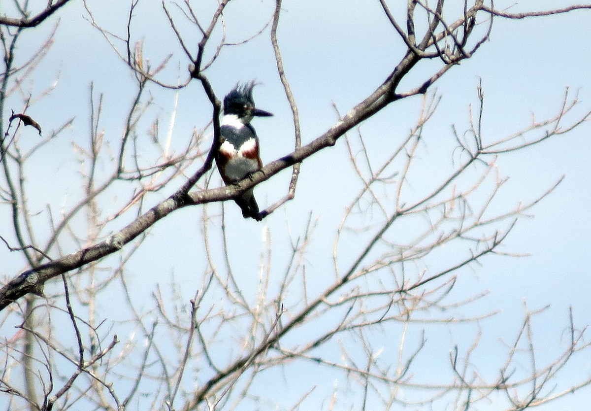 Belted Kingfisher - ML53690251