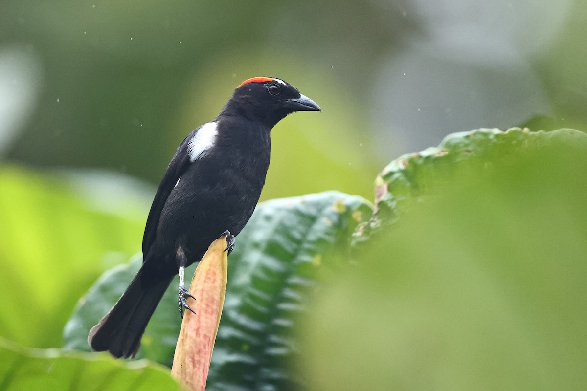 Scarlet-browed Tanager - ML536902631
