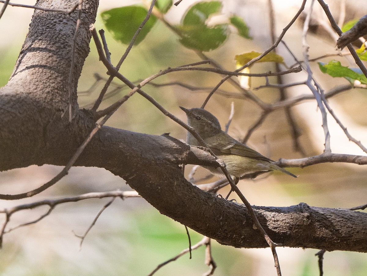 Hume's Warbler - ML536903151