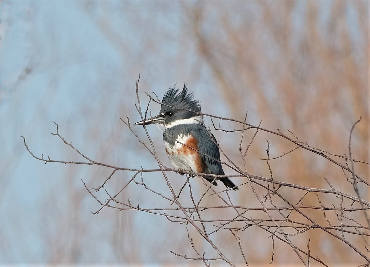 Belted Kingfisher - ML536903351