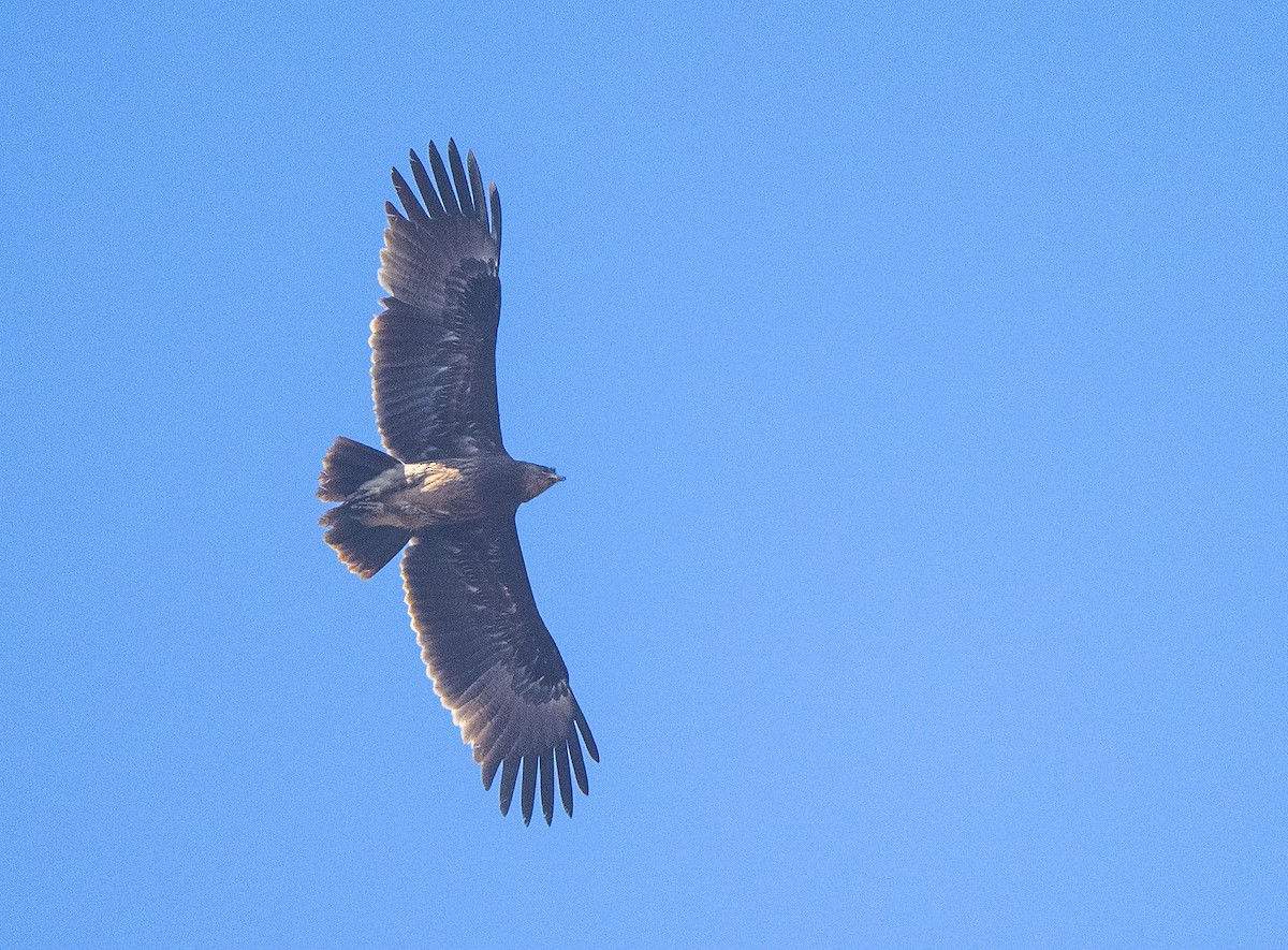 Greater Spotted Eagle - ML536904881