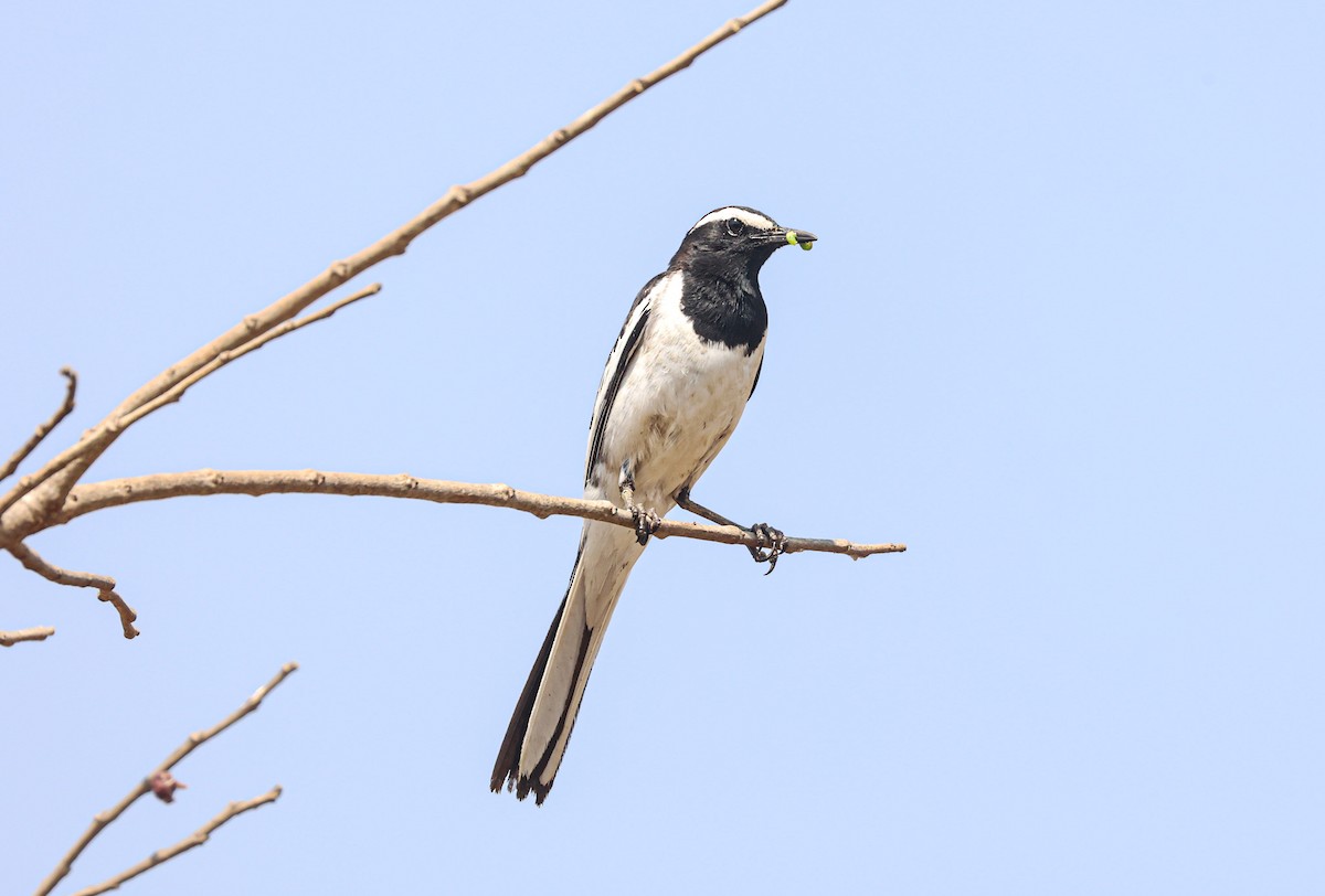 White-browed Wagtail - ML536905031