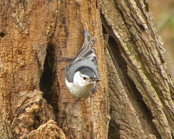 White-breasted Nuthatch - ML536905601