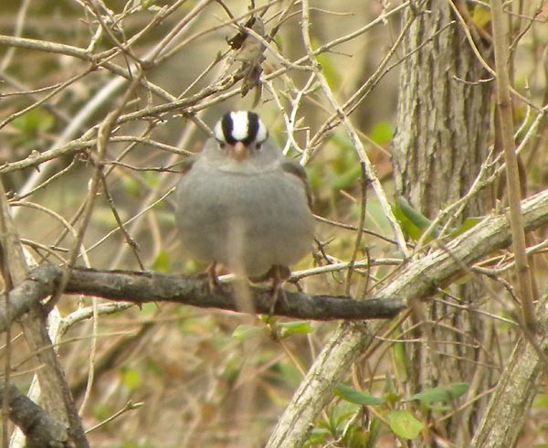 White-crowned Sparrow - ML536905711