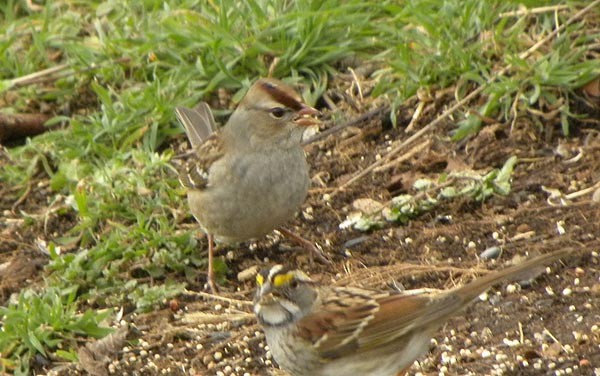 White-crowned Sparrow - ML536905721