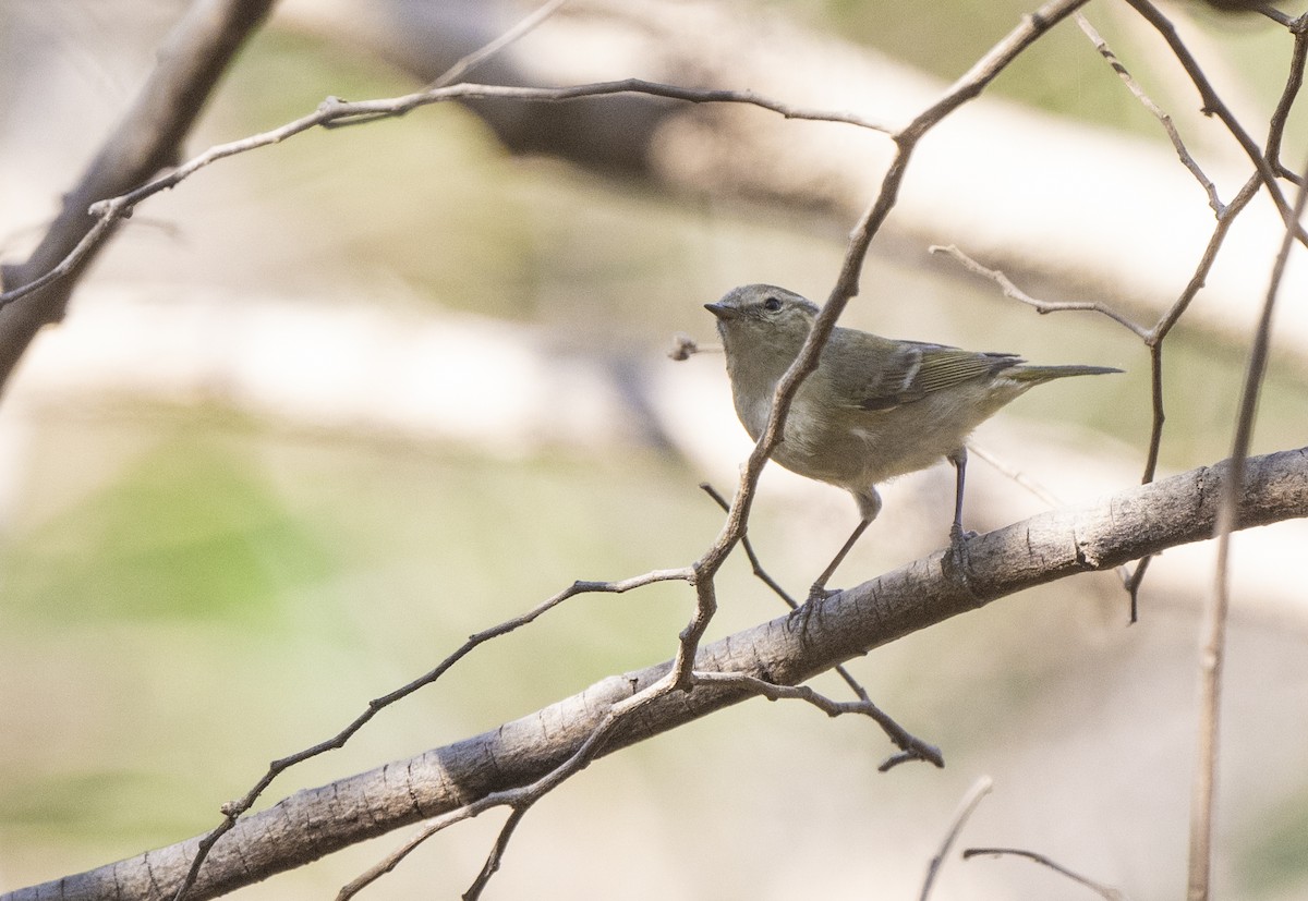 Hume's Warbler - ML536907311
