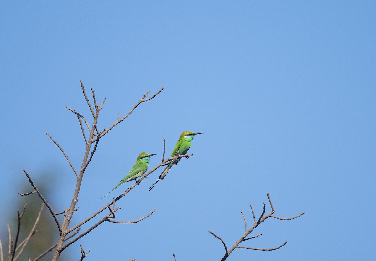 Asian Green Bee-eater - ML536907731