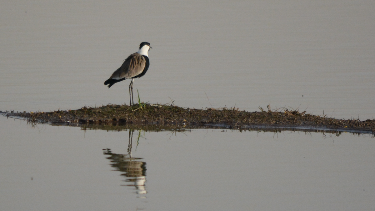 Spur-winged Lapwing - ML536908021