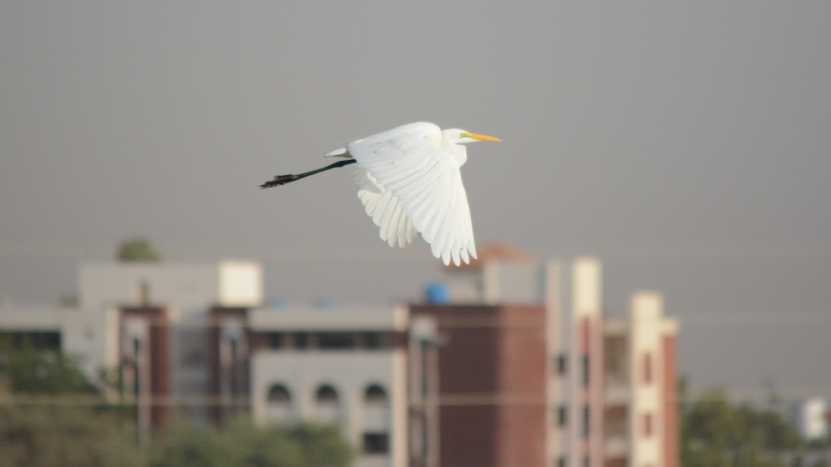 Great Egret - Anup Chavda