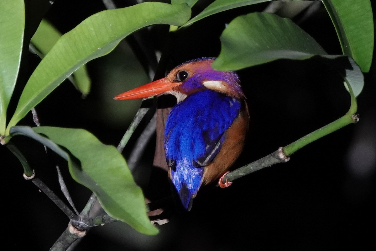 African Pygmy Kingfisher - ML536910801