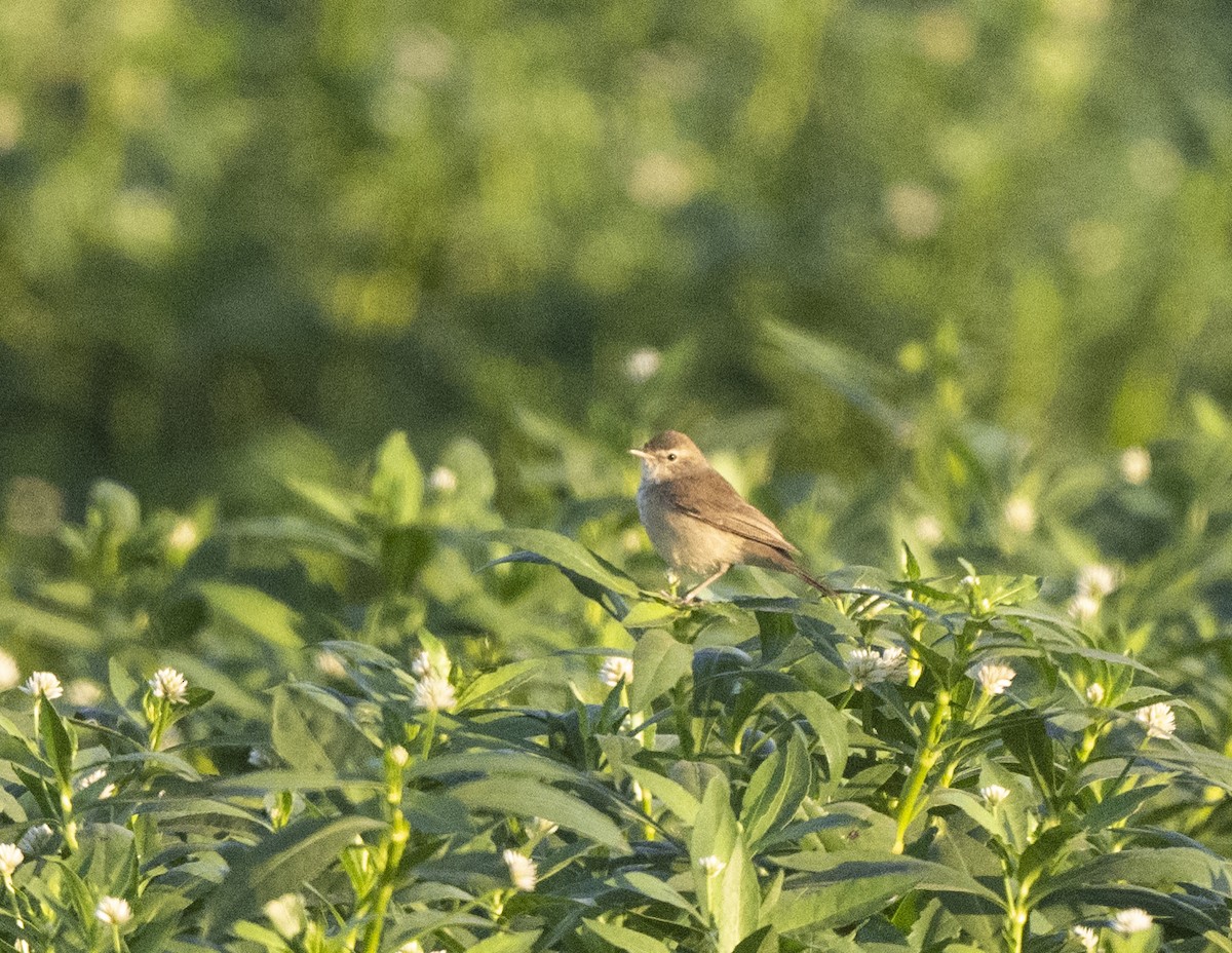 Booted Warbler - ML536911231