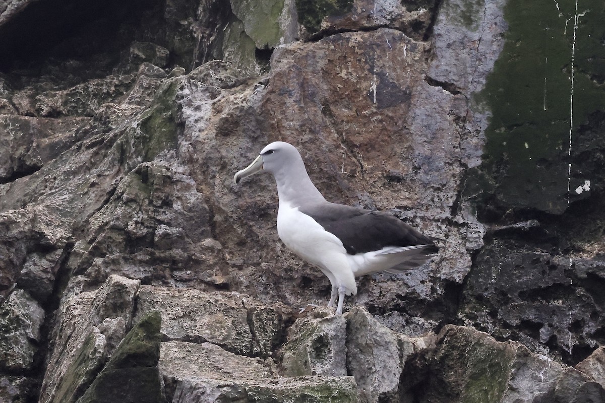 albatros snarský - ML536912471