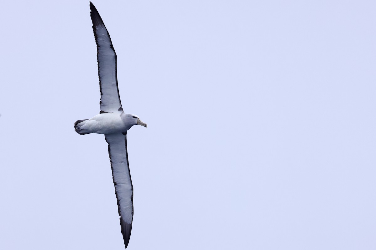 Salvin's Albatross - ML536912671