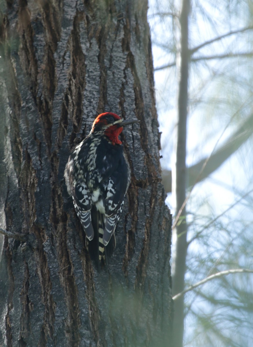 Red-breasted Sapsucker - ML536912691