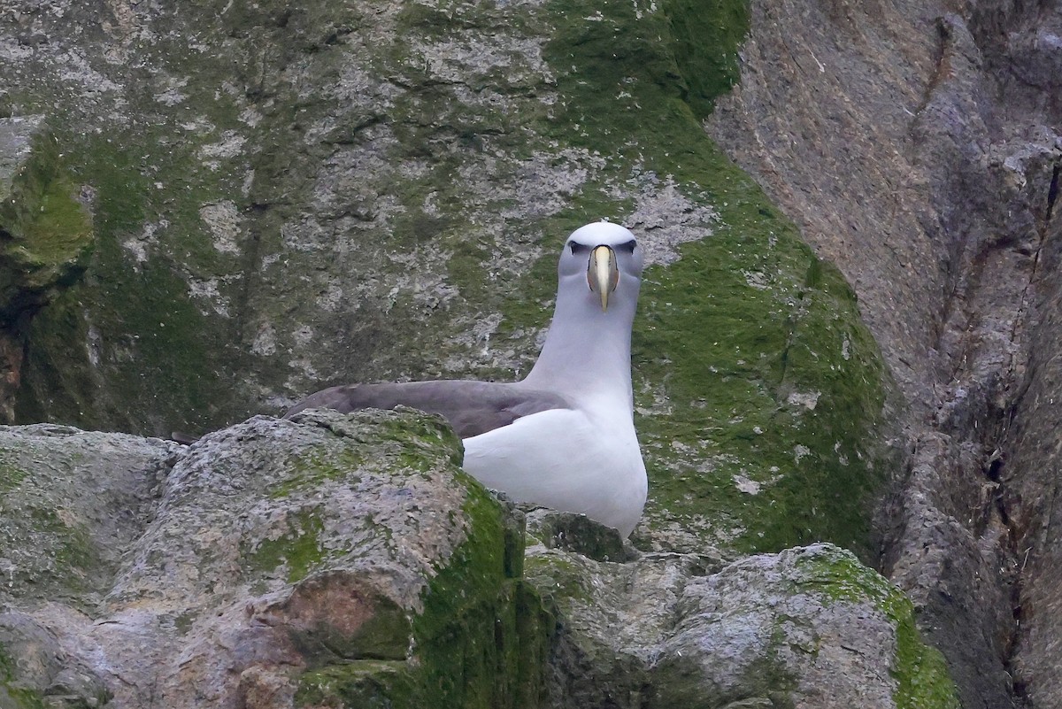Salvin's Albatross - ML536912701